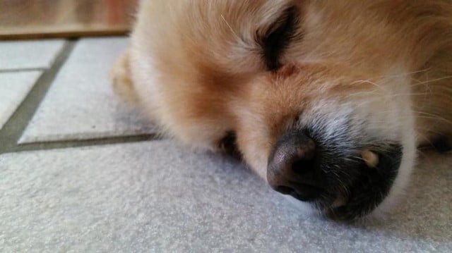 gs5dog