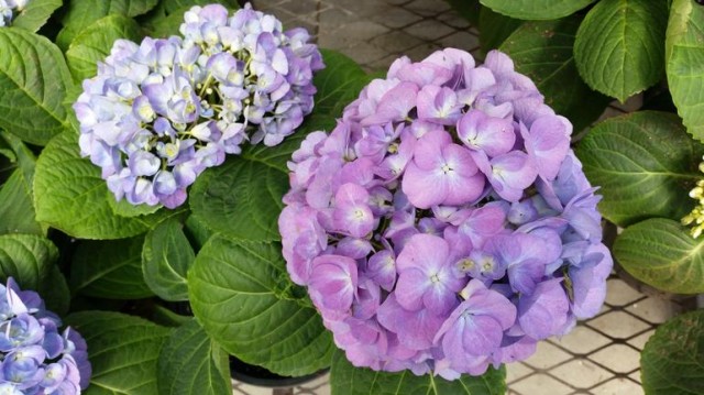 gs5purple-flowers