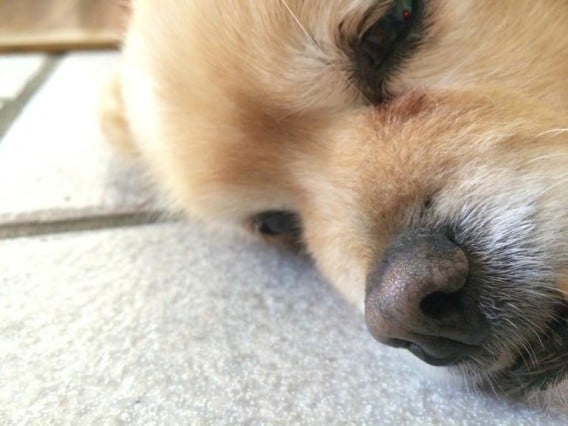 iphone5sdog