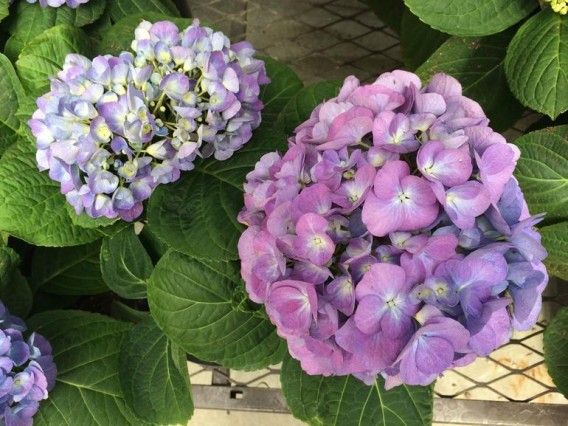 iphone5spurple-flowers