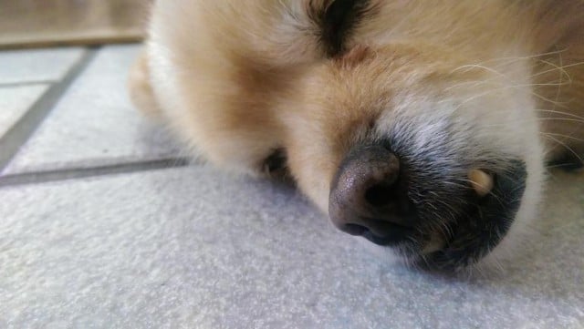 onem8dog