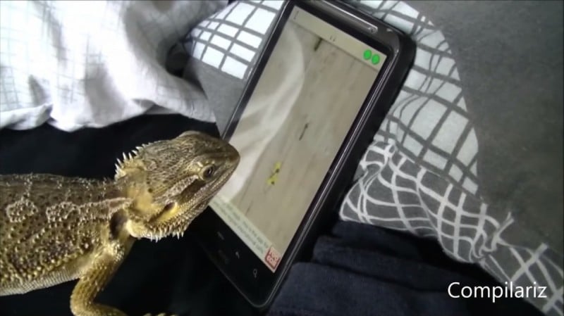 when-animal-cat-dog-monkey-play-ipad