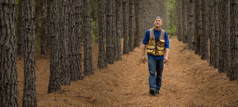 Apple-Forestry-800x361