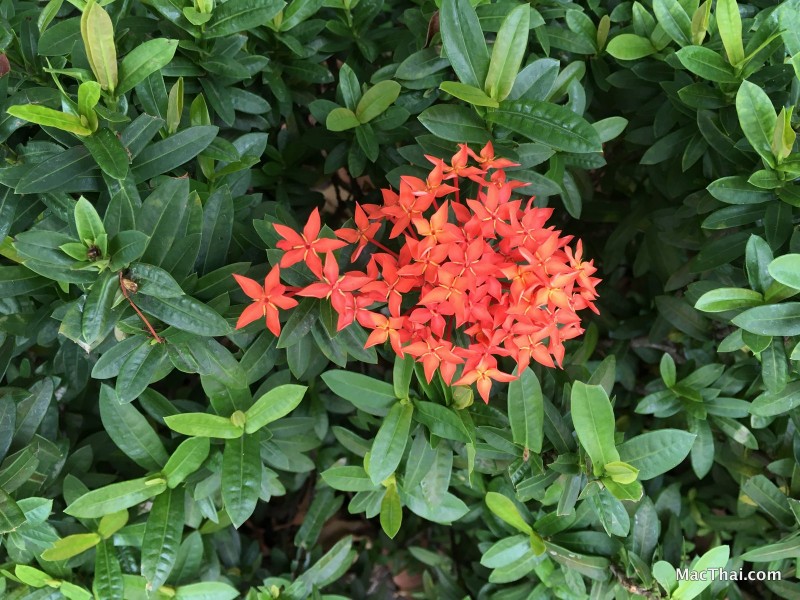 macthai-review-iphone-se-camera-002