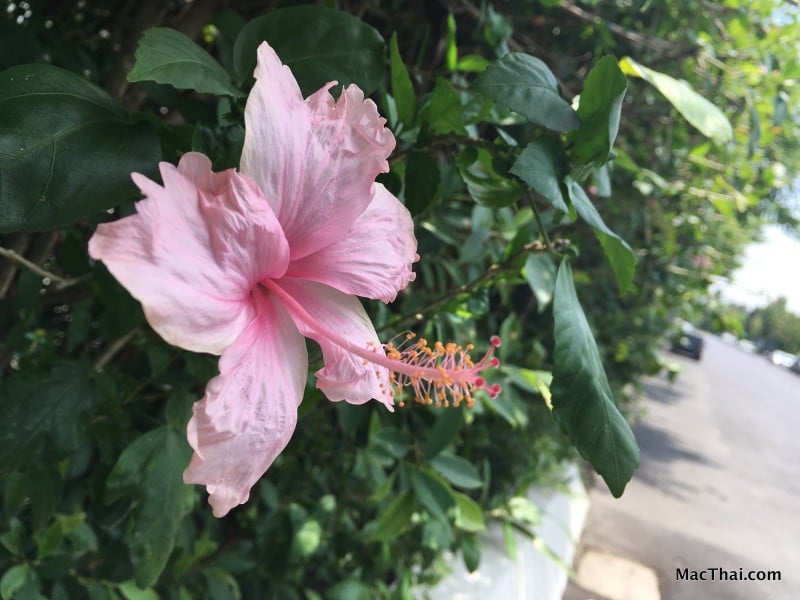 macthai-review-iphone-se-camera-003