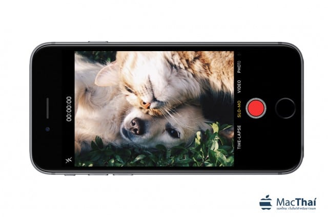 iphone_pet_video