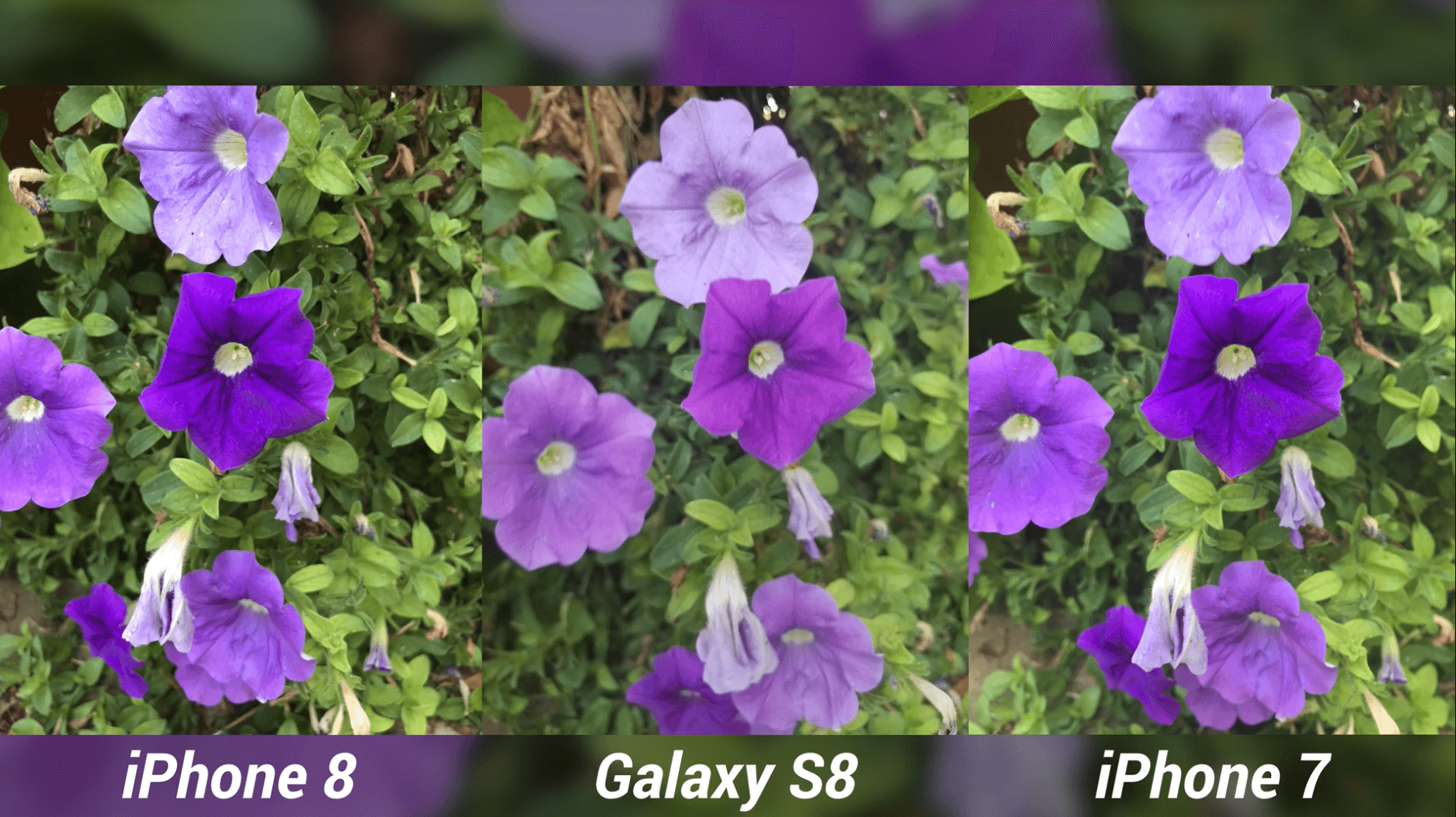 iPhone 8 Camera Test vs Galaxy S8 & iPhone 7-11