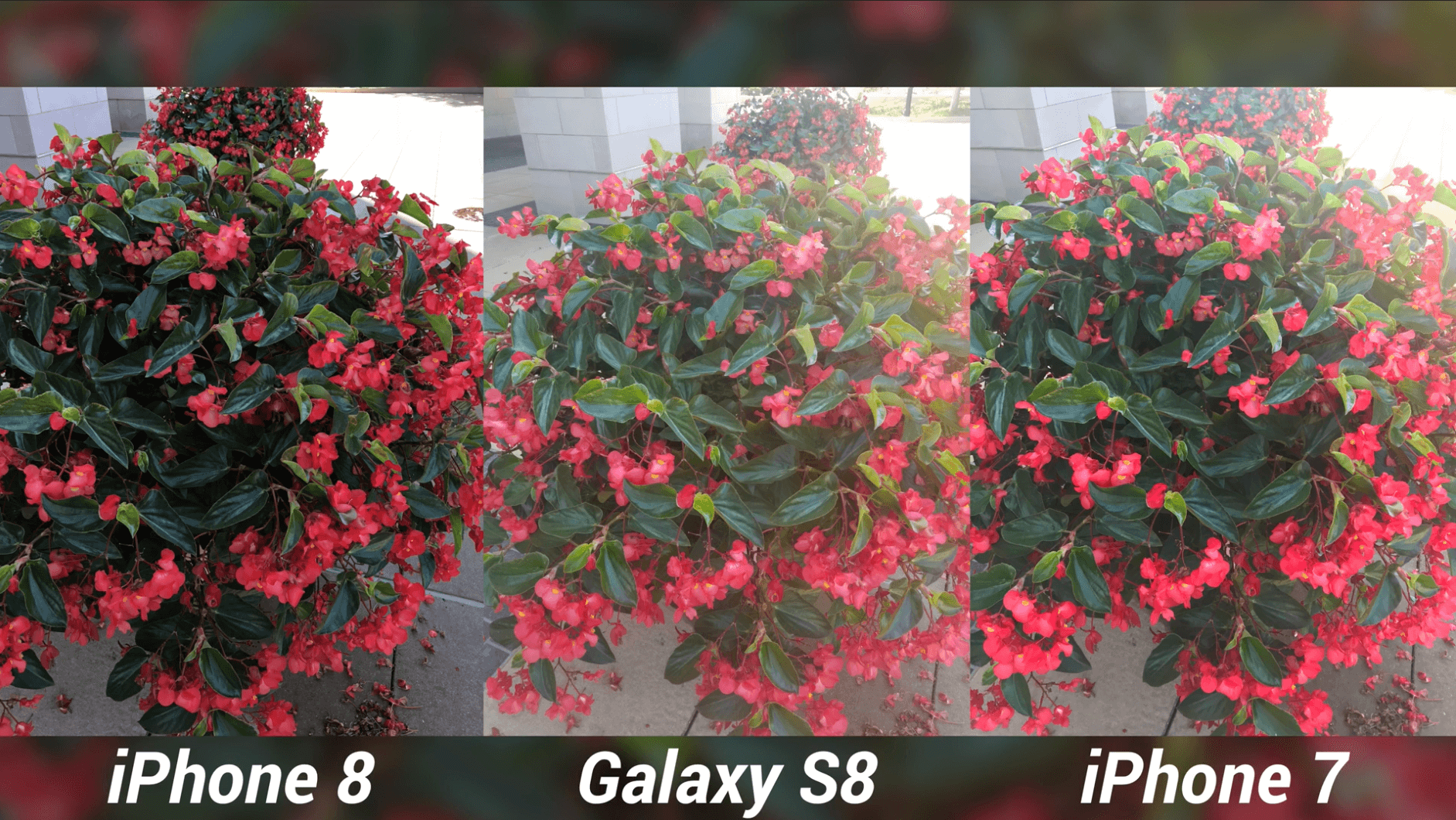 iPhone 8 Camera Test vs Galaxy S8 & iPhone 7-13