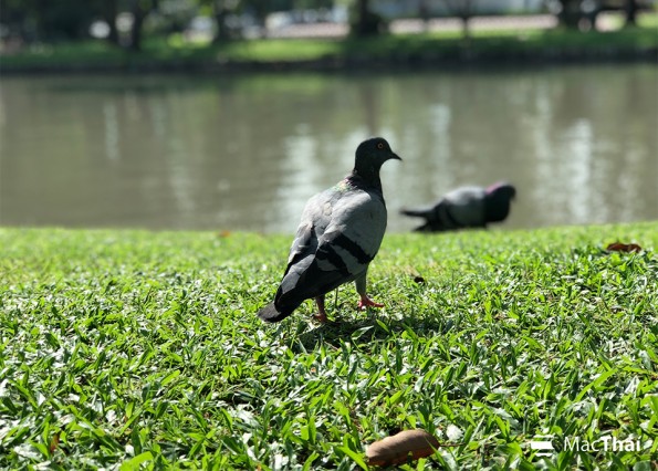 ถ่ายภาพสัตว์แบบใช้โหมดถ่ายภาพบุคคล ความสามารถของกล้องเทเลบน iPhone 8 Plus ช่วยให้ไม่ต้องเข้าไปใกล้ตัวสัตว์มากเกินไป และยังทำให้ฉากหลังมีความเบลอสวยงาม