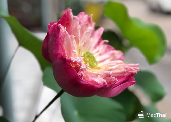 lotus_iphone_8